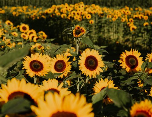 The Inaugural Harrison Sunflower Fest Opens the Week of August 20th